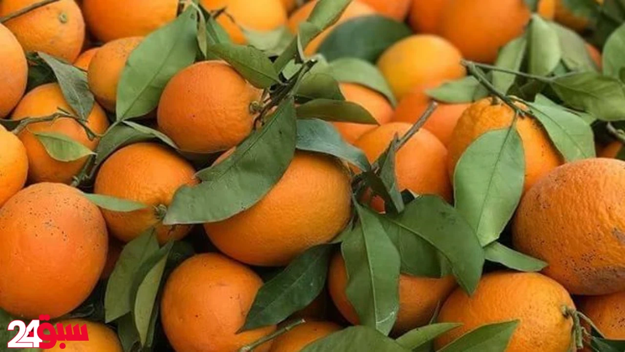 البرتقال وتأثيره المدهش على صحتك.. هذا ما يحدث لجسمك عند تناوله يومياً